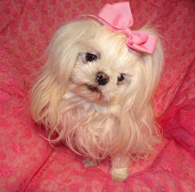 Gorgeous Babydoll KC Registered Korean Maltese Adult Girl