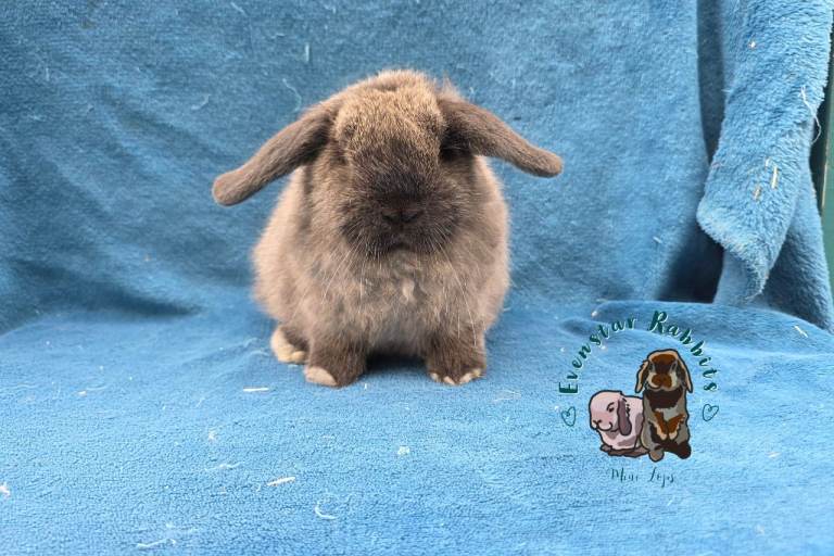 Baby female mini lops 