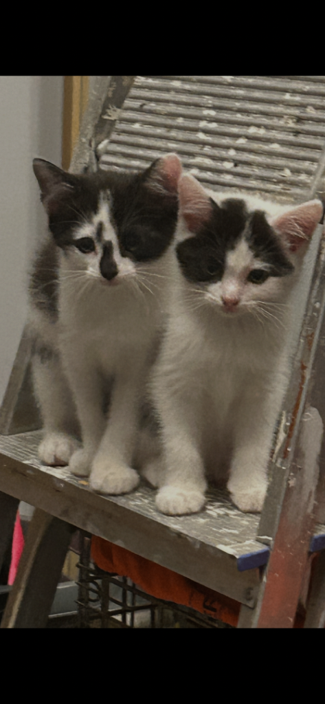 image for Kittens for Sale 
