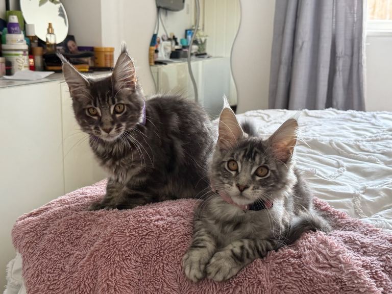 🐾 ACTIVE GCCF MAINE COON KITTEN  READY NOW 🐾