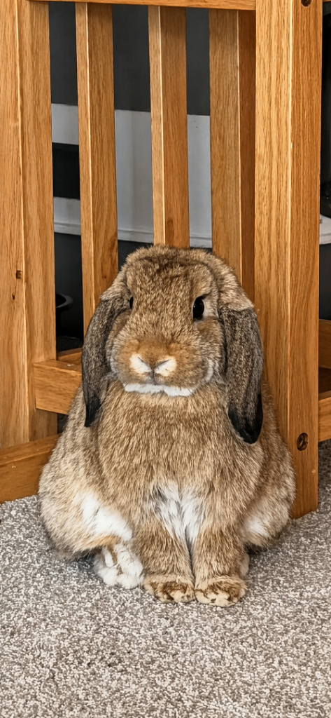 *WAITING LIST* Mini Lops Due. 
