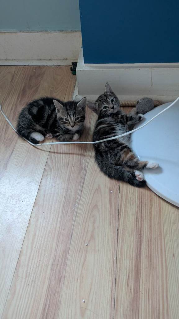 4 adorable kittens 