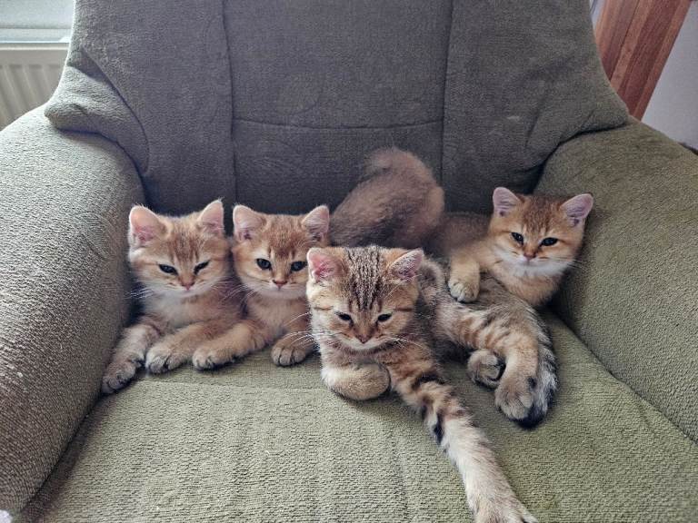 Stunning Golden British Shorthair Kittens