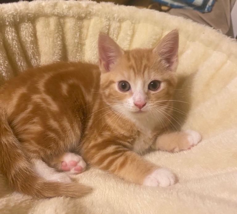 Beautiful Ginger & White Girl Kitten Looking for Her Forever Home 🩷🐾