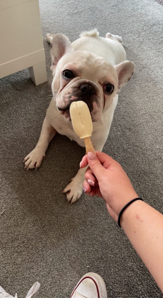 White full breed French bulldog