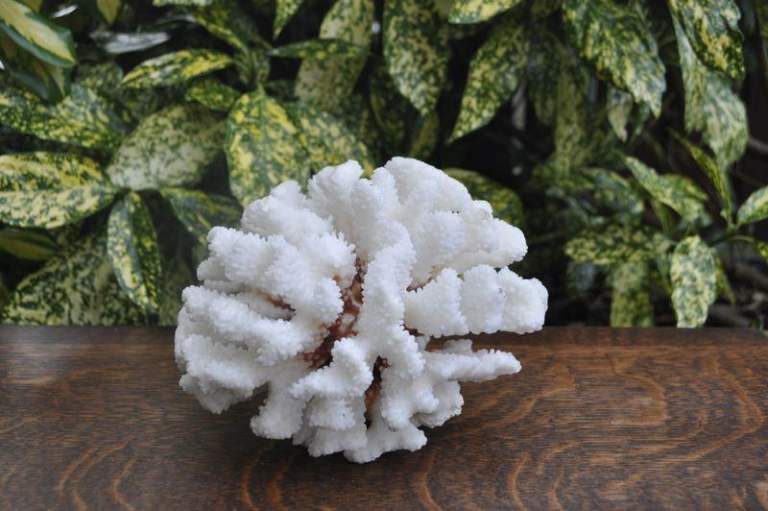 Cauliflower coral (Pocillopora meandrina) skeleton