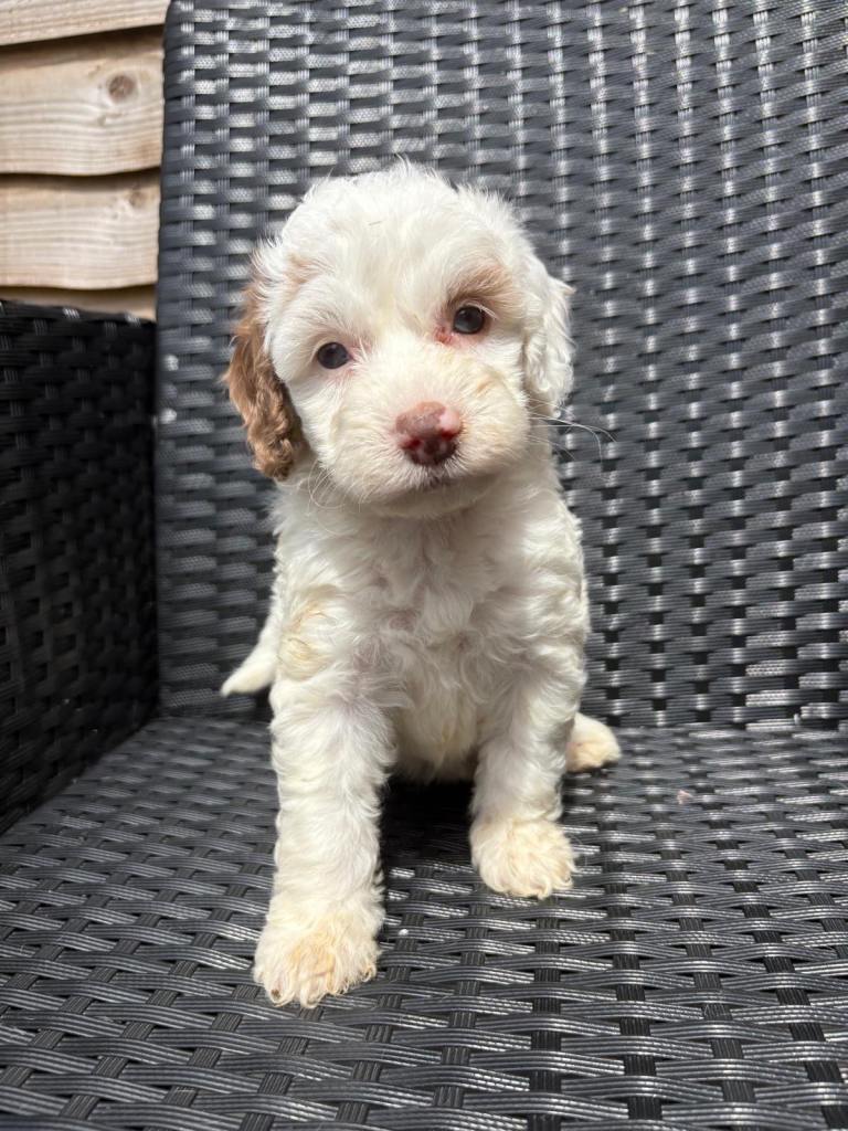 Merle cockapoo puppies