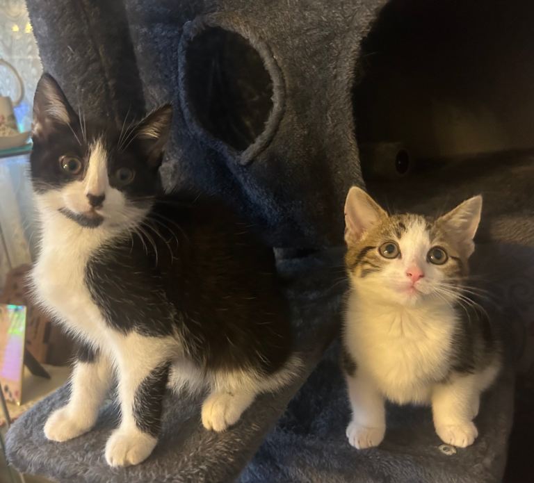 2 Kittens Available 🐈  ( Different Prices)