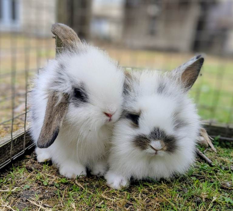 Beautiful Friendly Lionhead x Lop Baby Rabbits for Sale