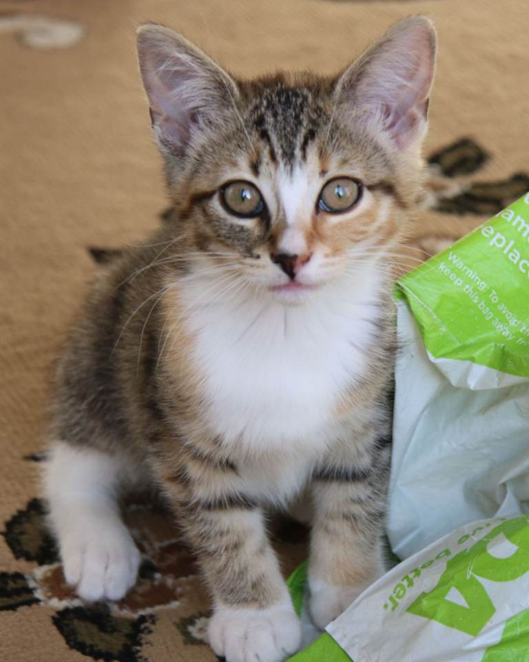 Gorgeous 10 week old tabby & white female kitten - Swindon