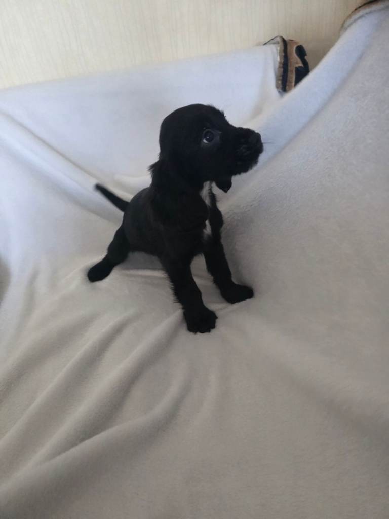 Cocker spaniel 