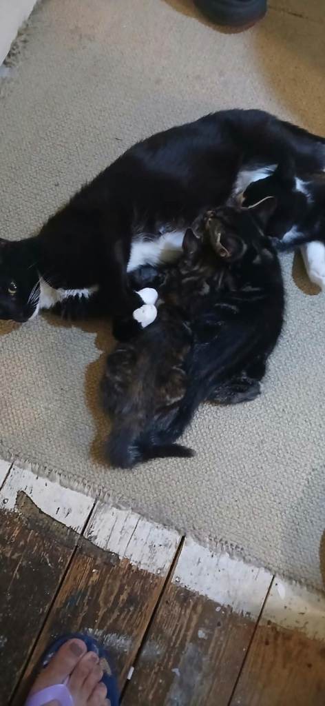 Three beautiful kittens for sale 