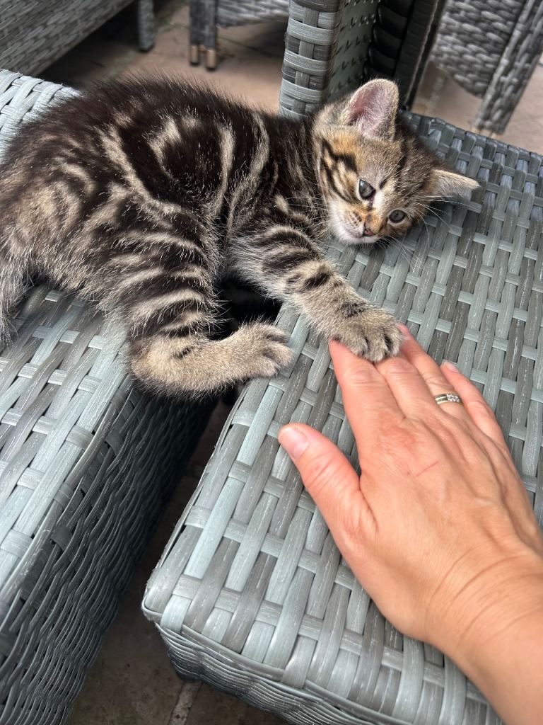 Half ragdoll kittens for sale