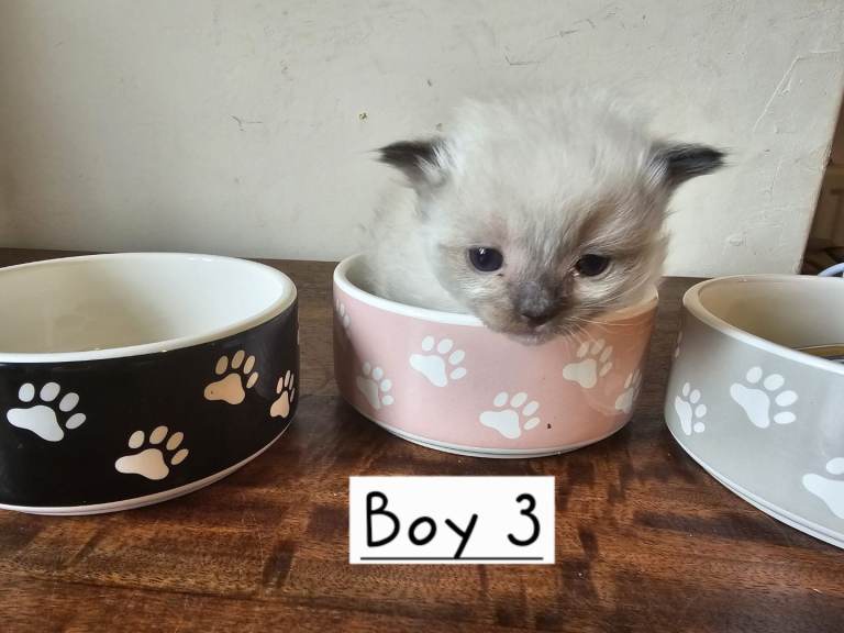 1 Beautiful Ragdoll Kitten Left
