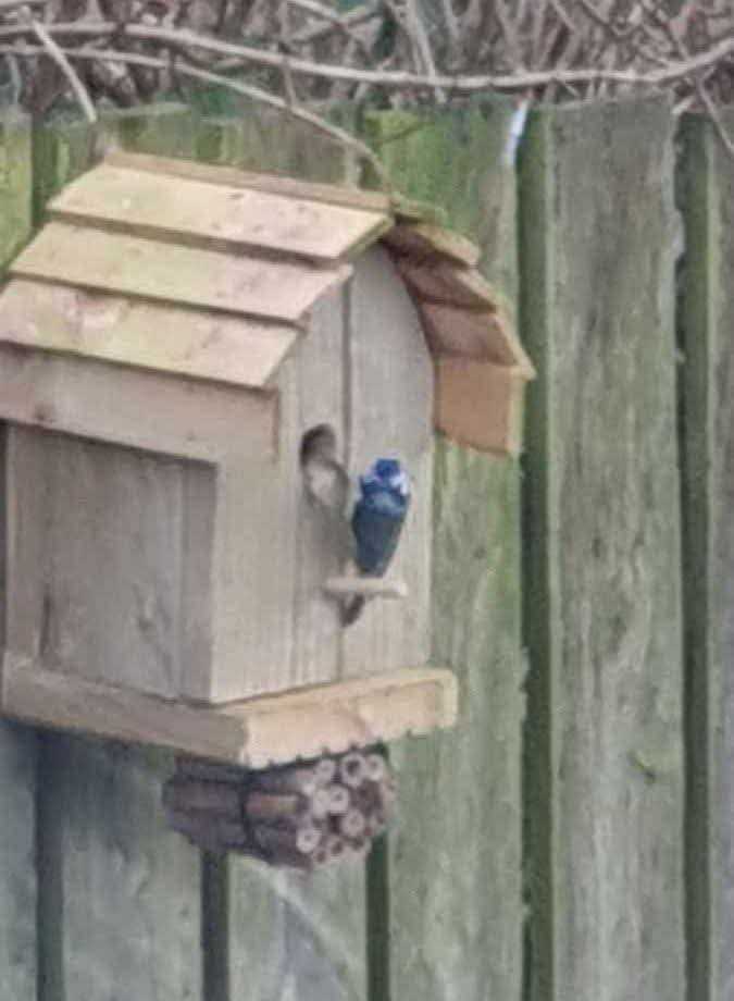 Chalet bird houses