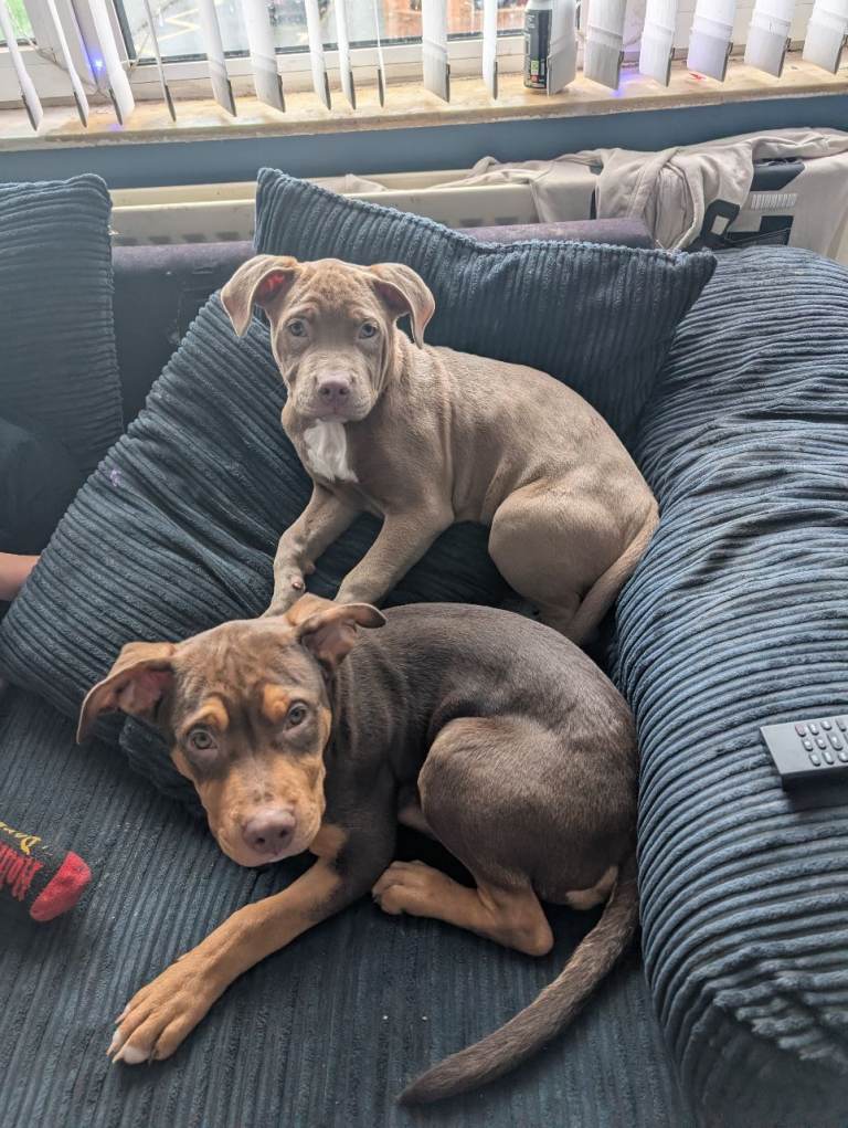 2 puppies for sale bulladors (american bulldog x Labrador)