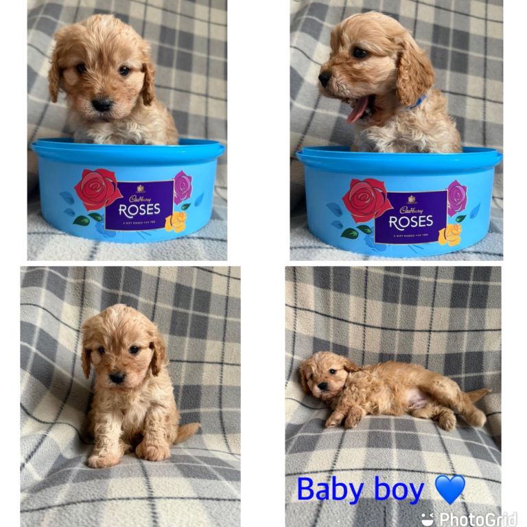 Beautiful Toy cavapoo puppies 