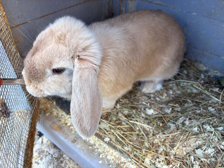 Mini lop   ready now ‼️ 1 female  16 weeks old 