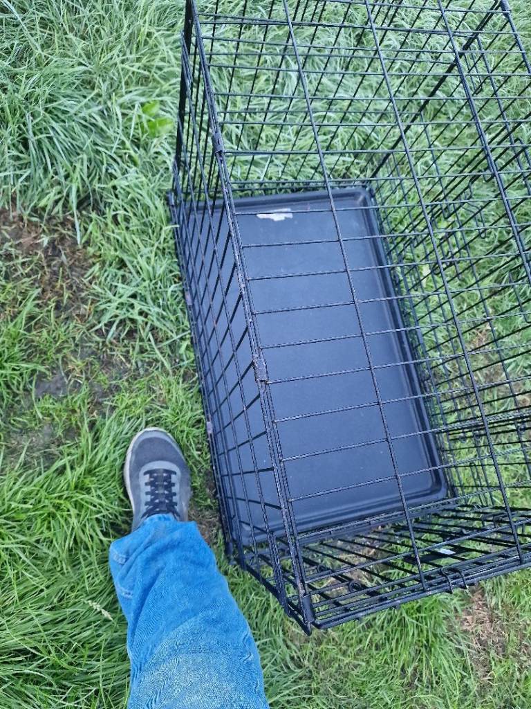 A few dog cages 