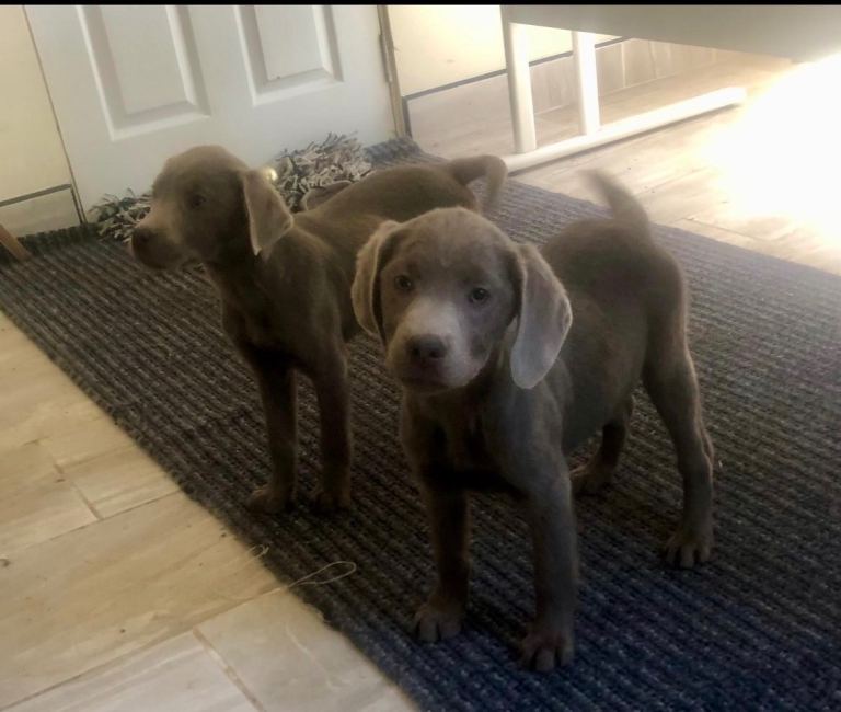 Adorable silver Labrador pups