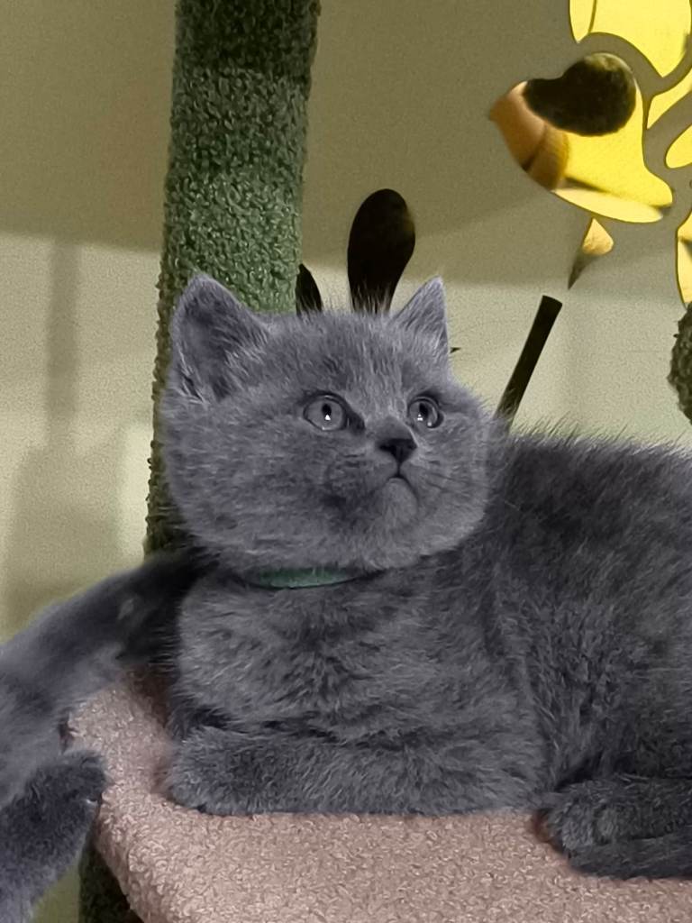 image for Kittens for sale 