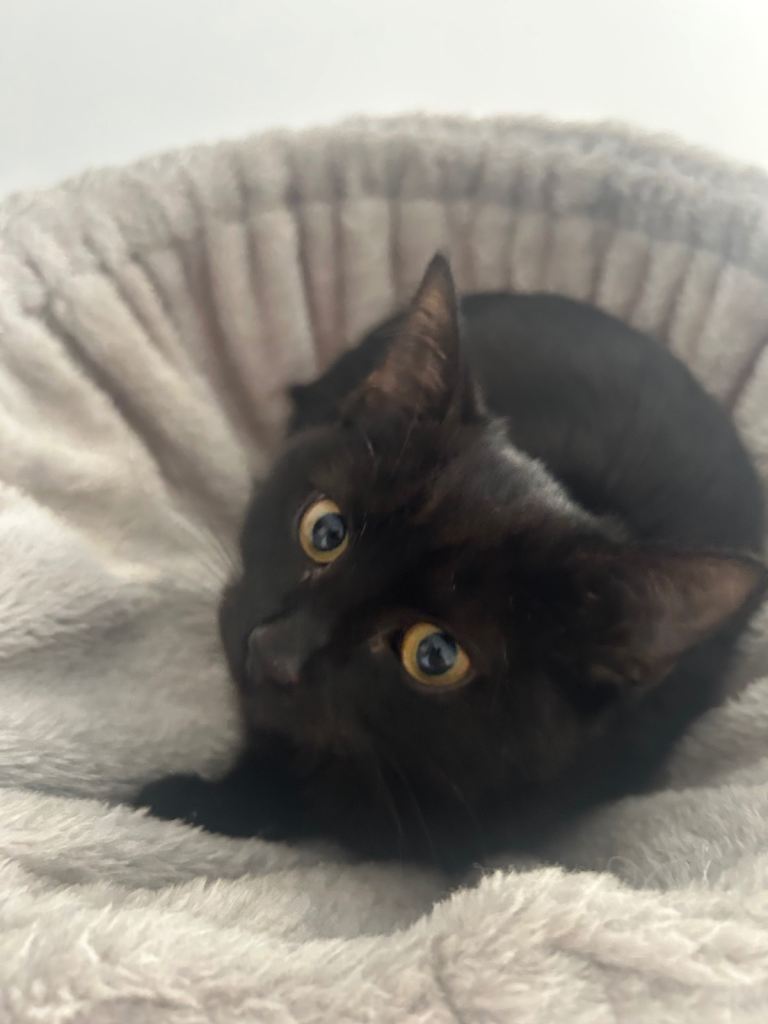 Black Femle BSH Kitten Left! -12 Weeks Old