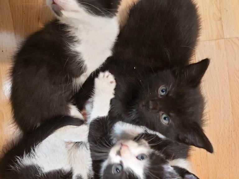 Gorgeous Kittens Ready Now