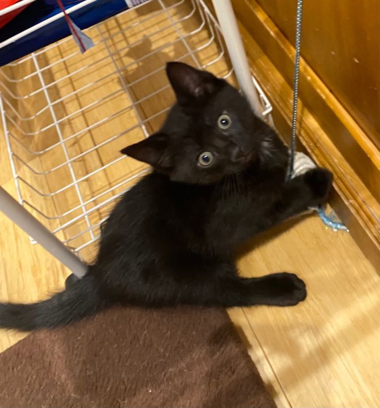 Kittens male and female 