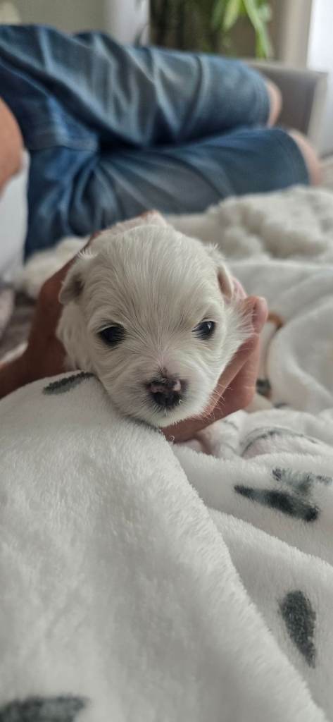 Maltese