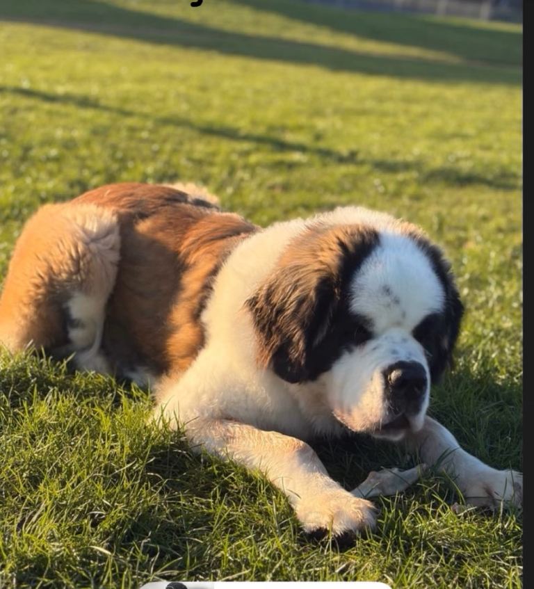 Saint Bernard 