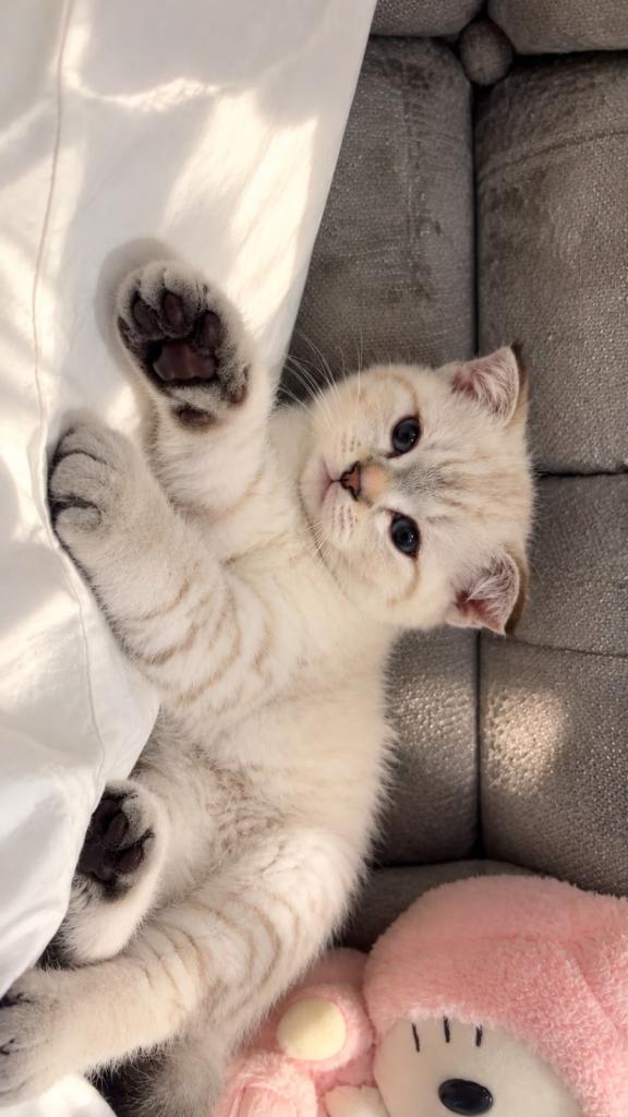 British shorthair kitten!