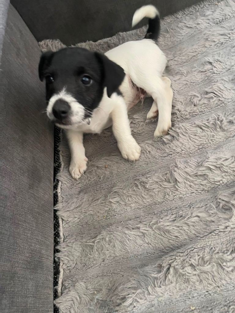 Patterdale terrier puppy 