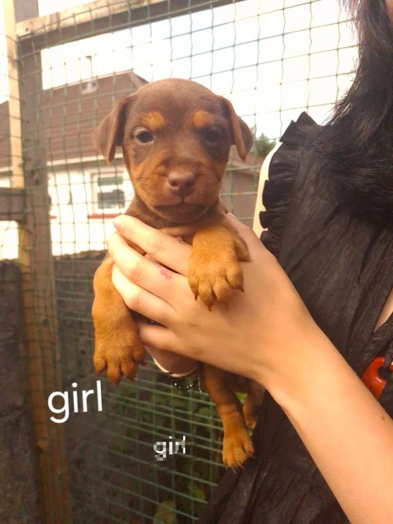 Patterdale terrier pups