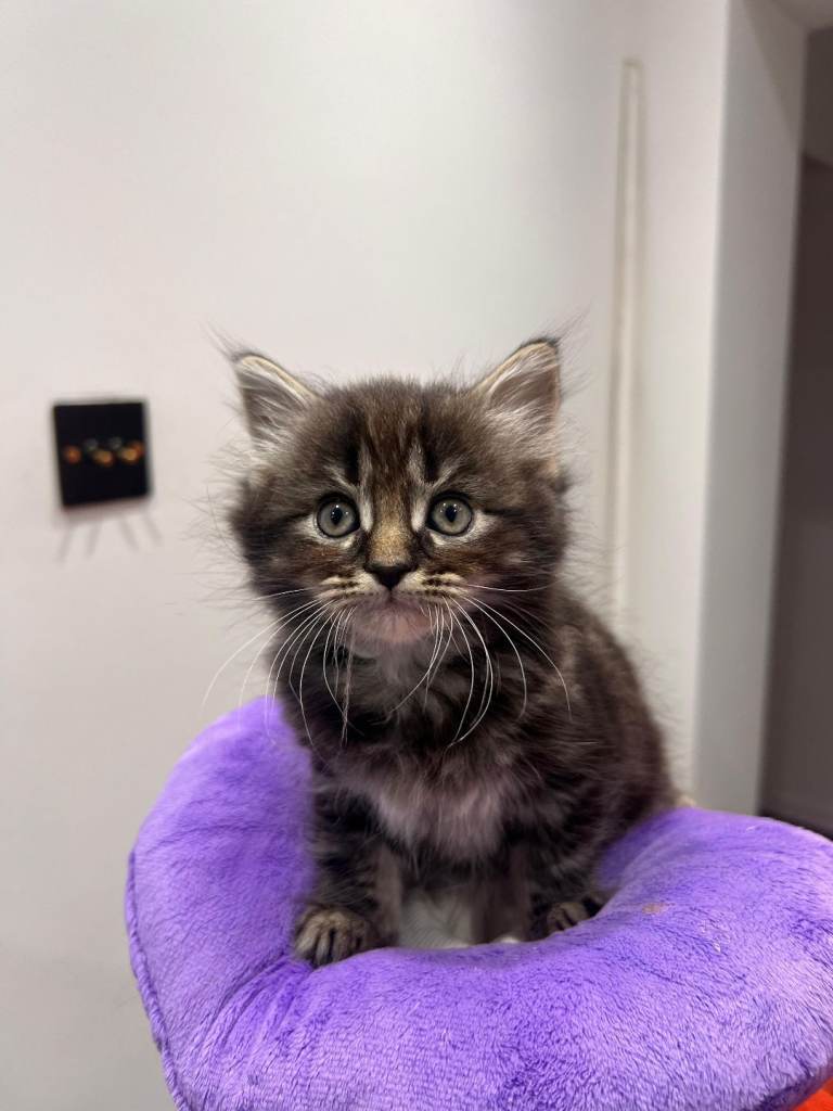 Persian x Maine coon mix kitten for sale :) ONLY ONE LEFT 1 