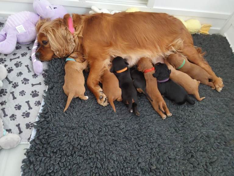 100% cavalier king charles spaniel puppies for sale