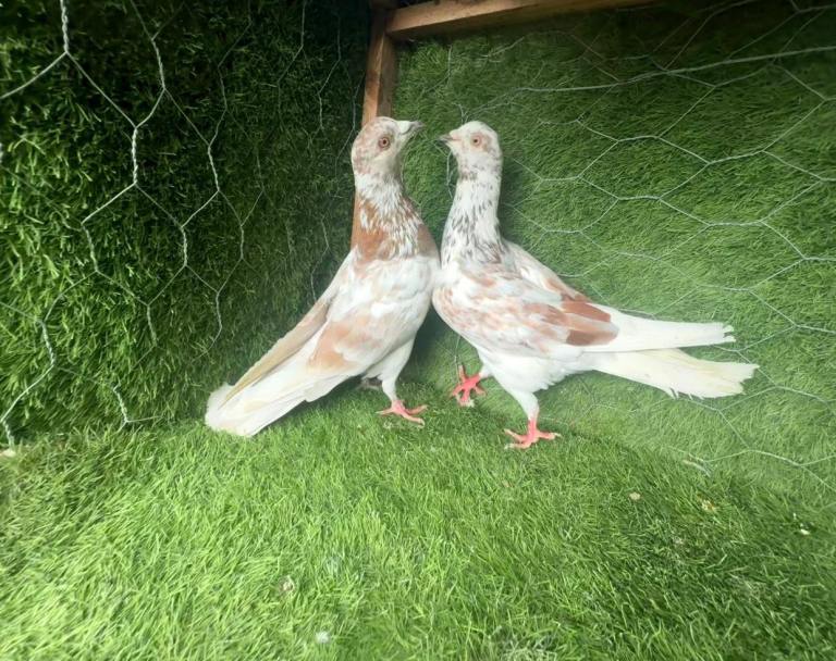 20 Pakistani Pigeon Pairs – £45 Per Pair