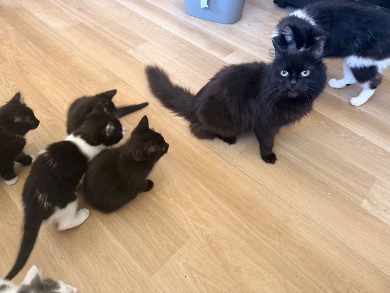 Kittens for sale