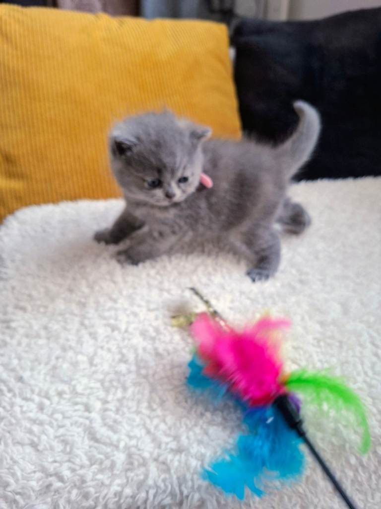100% Pure Pedigree chunky BSH kittens