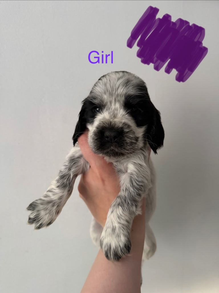 7 show cocker spaniel puppies for sale 