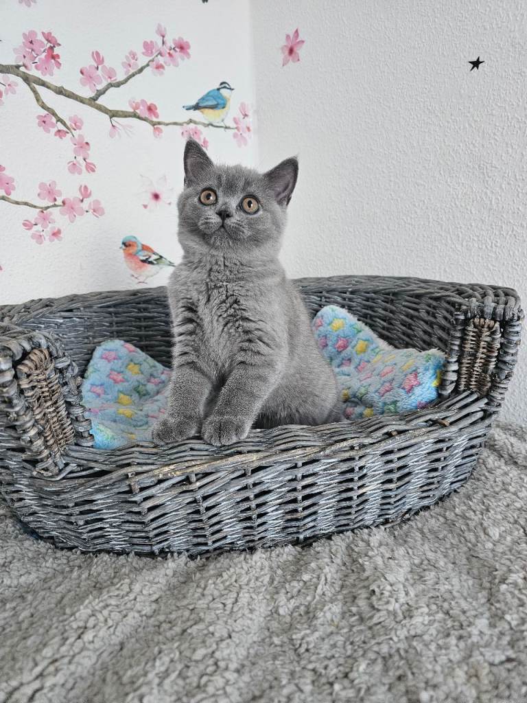 British shorthair kitten