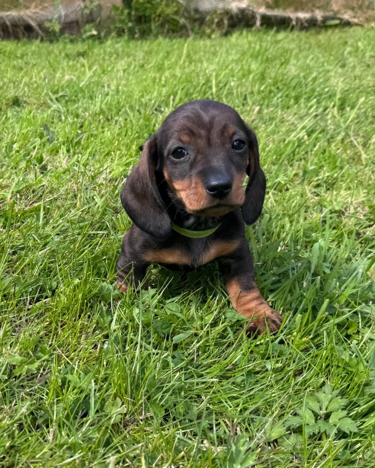 Armagh Dachshund Puppies