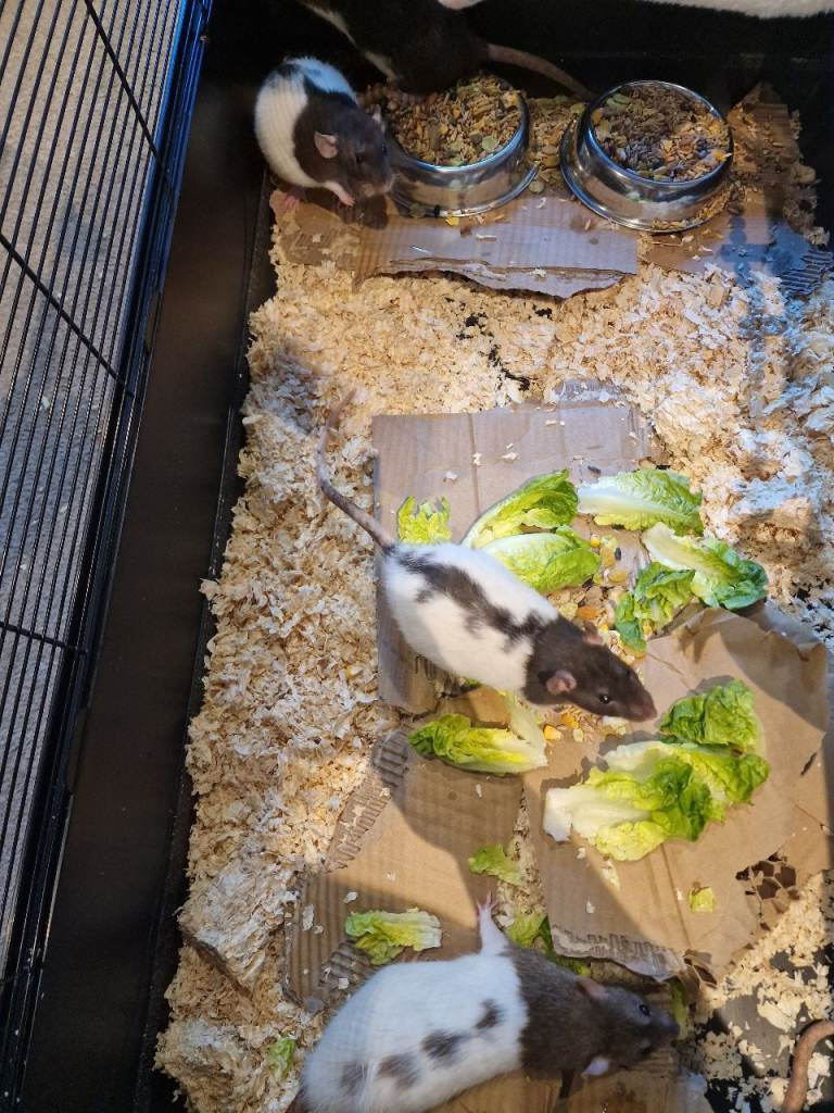 6 rats 