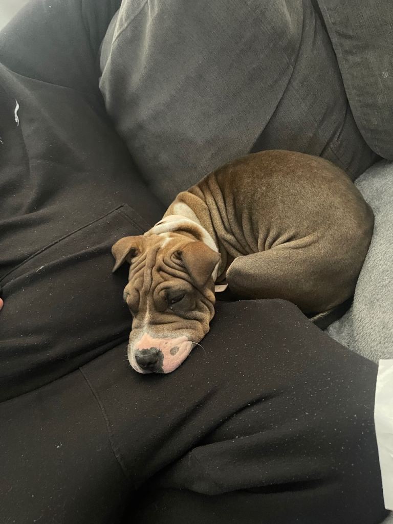 Puppy