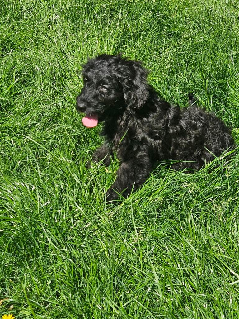 Cockapoo puppy's F1