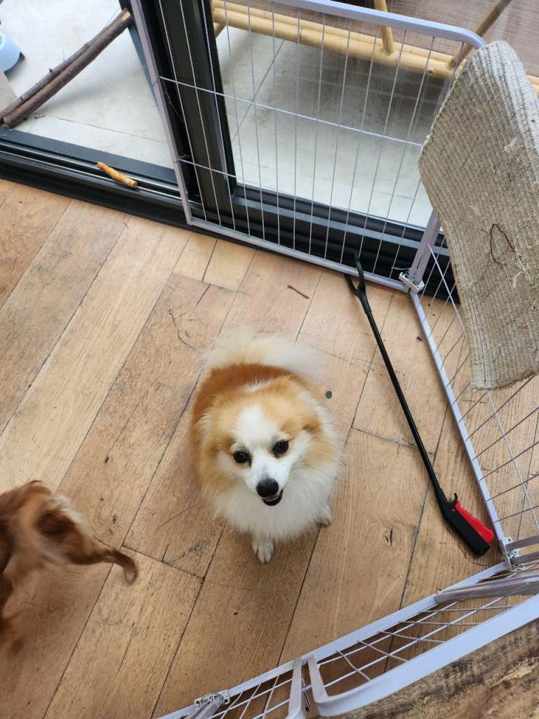 Pomeranian