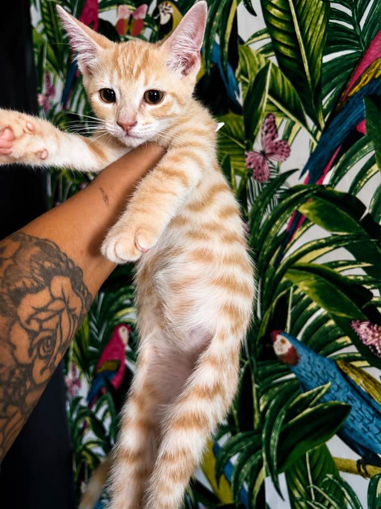 Beautiful maine coon mix kittens 