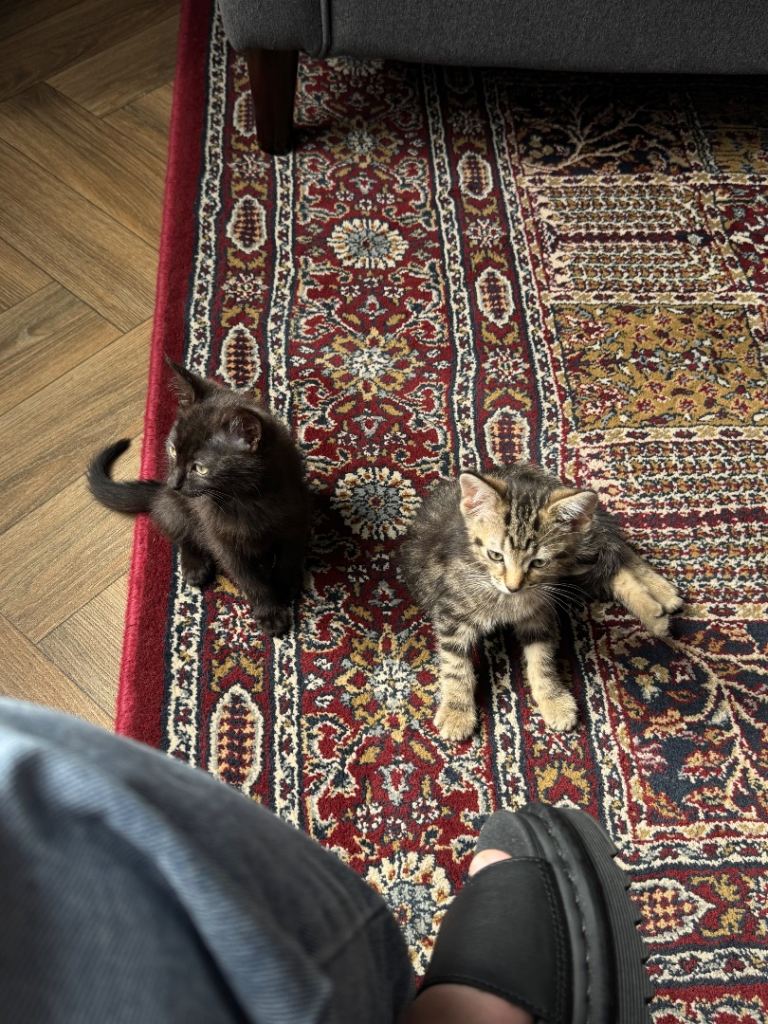 Two kittens (Male and Female) 