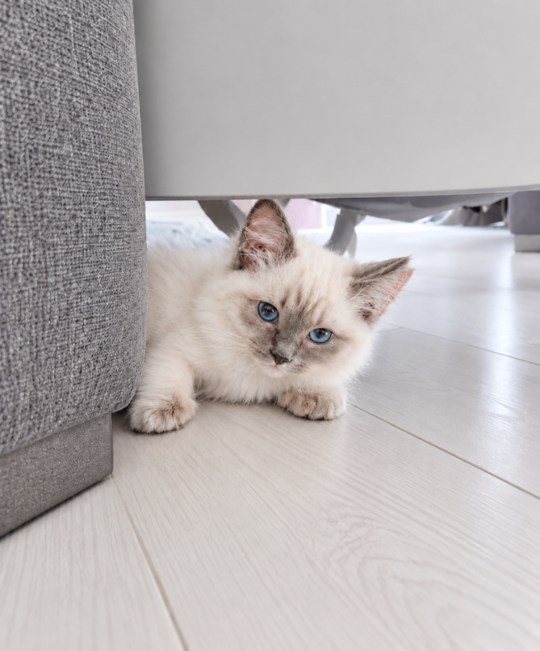 Pedigree Ragdoll Kitten (1 left)