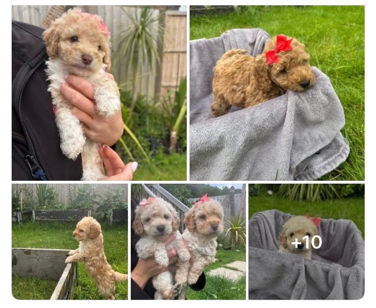 Puppies ready now!  5 ⭐️Forever homes only !
