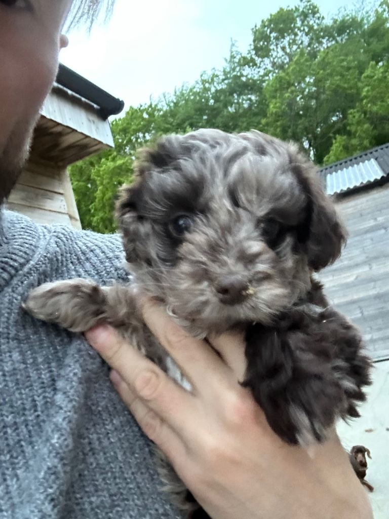Cavapoo puppies